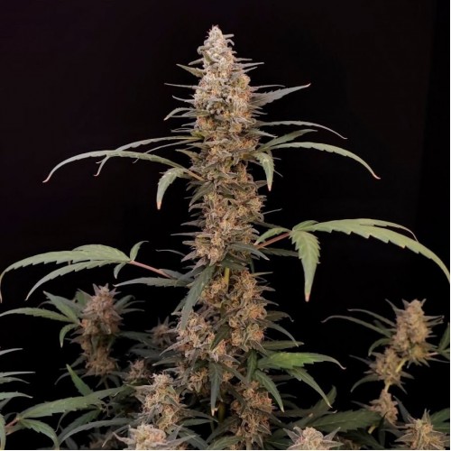 Auto Original Critical Feminised seeds