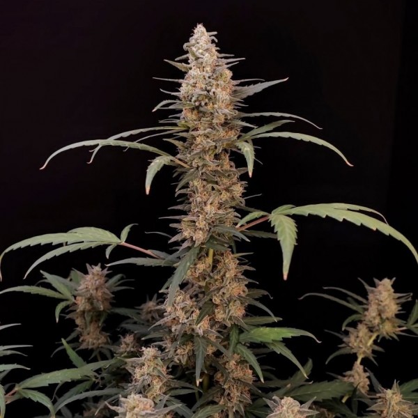 Auto Original Critical Feminised seeds