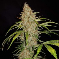 Auto Original Jack Herer Feminised seeds