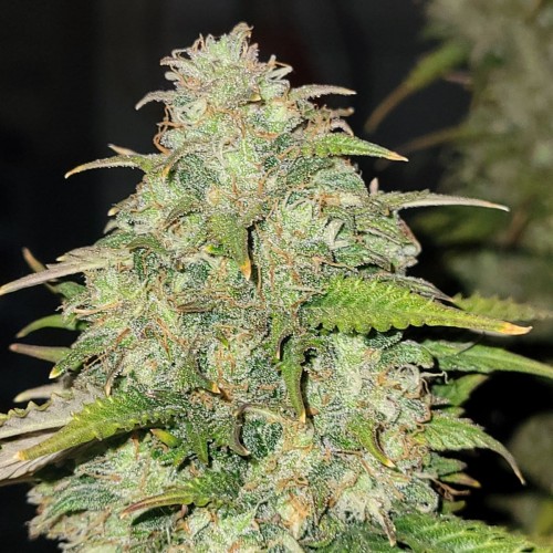 Auto Original Moby Dick Feminised seeds