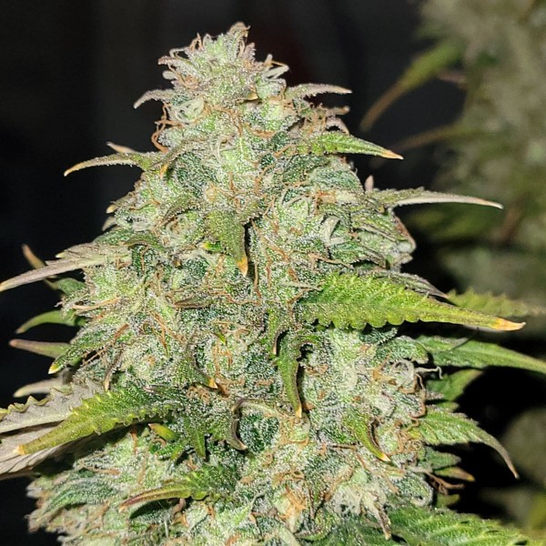 Auto Original Moby Dick Feminised seeds