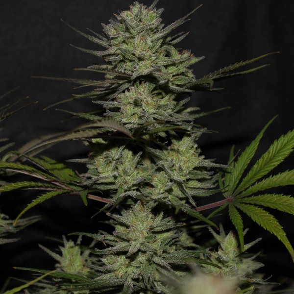 Auto Original Northern Lights Feminised seeds