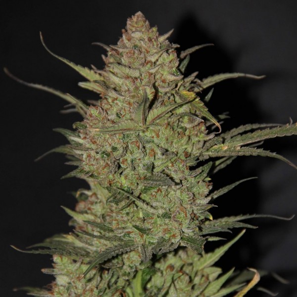 Auto Original OG Kush Feminised seeds