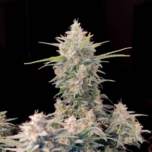 Auto Original Skunk Feminised seeds