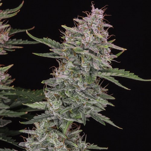 Auto Original Sour Diesel Feminised seeds