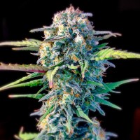Насіння Auto Original White Widow Feminised