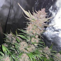 Auto Papaya Cookies Feminised seeds