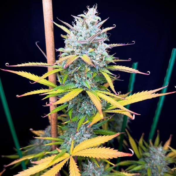 Auto Pound Cake Feminised seeds