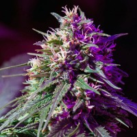 Auto Purple Haze Feminised