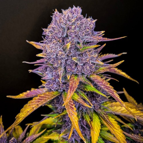 Auto Purple Lemonade Feminised seeds