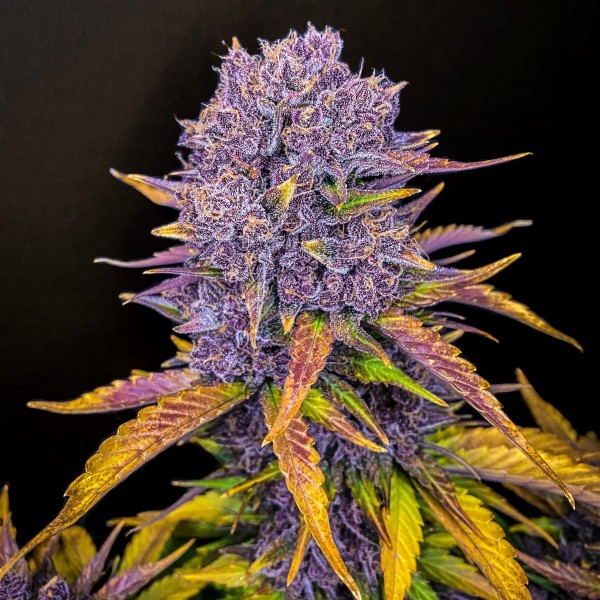 Auto Purple Lemonade Feminised seeds