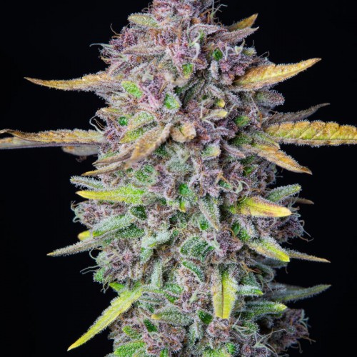 Auto Purple Punch Feminised