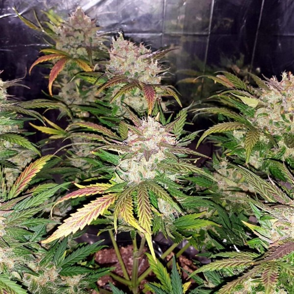 Auto Rhino Ryder Feminised seeds