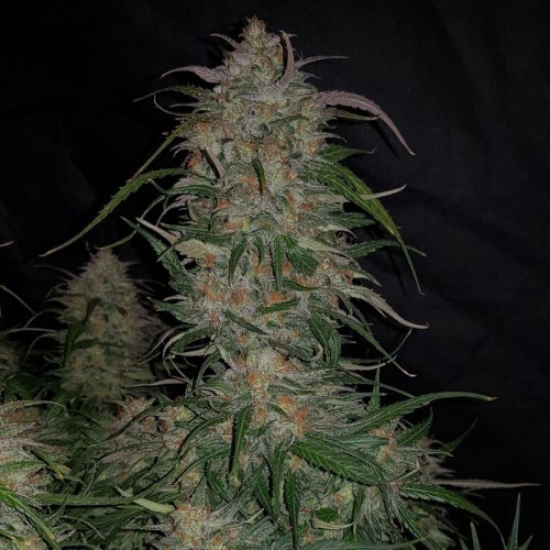 Auto Smoothie Feminised seeds