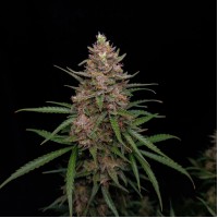 Auto Sour Jealousy Feminised