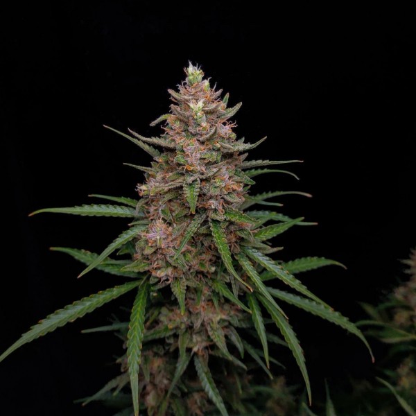 Auto Sour Jealousy Feminised seeds