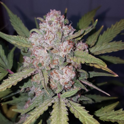 Auto Stardawg Feminised seeds