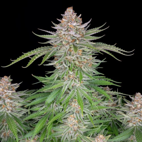 Auto Strawberry Pie Feminised seeds