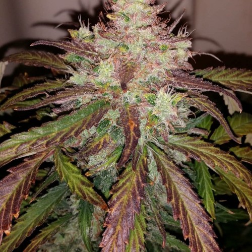 Auto Tangie Feminised seeds