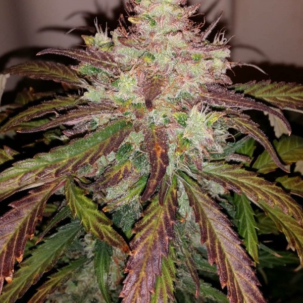 Auto Tangie Feminised seeds