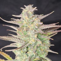 Auto Z-UP Feminised seeds