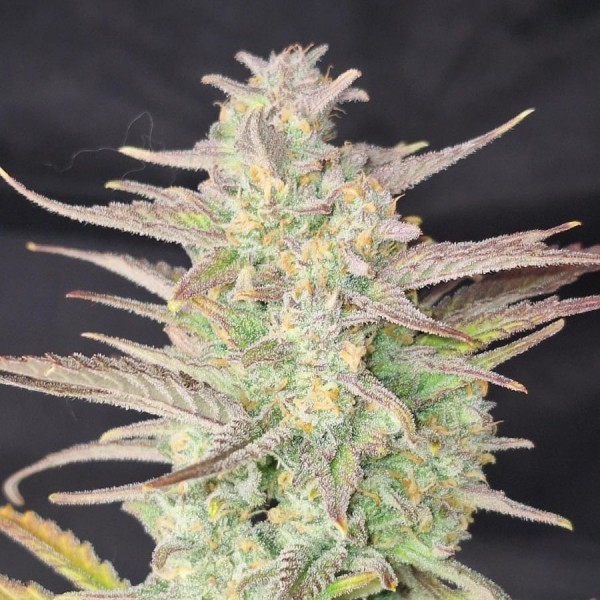 Auto Z-UP Feminised seeds