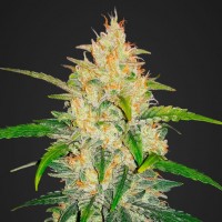 Auto Z (Auto Zkittlez) Feminised