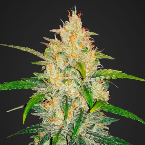 Auto Z (Auto Zkittlez) Feminised seeds