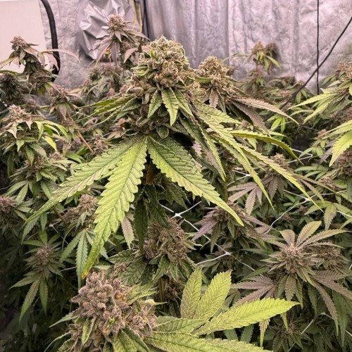 Biscotti Gelato Feminised seeds
