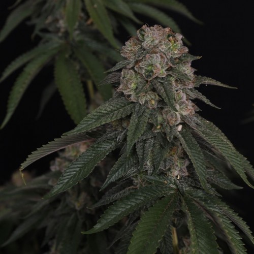GG4 Feminised seeds