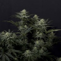 Насіння GG4 Sherbet Fast Flowering