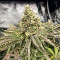 Gorilla Melon Feminised