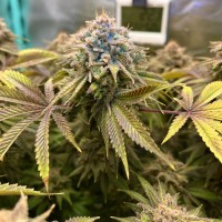 Lemon Mandarin Feminised seeds