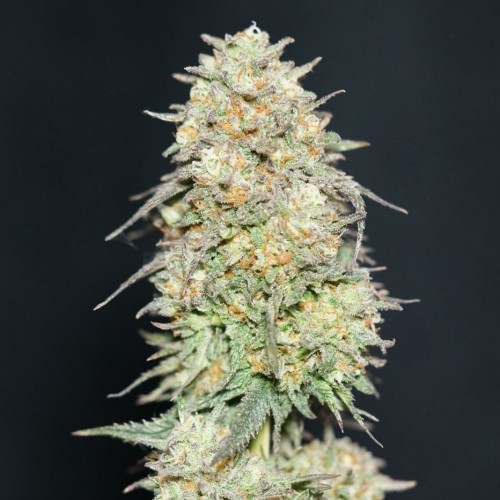 Lemonpaya Feminised seeds