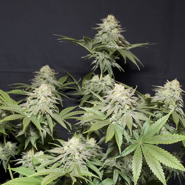 Orange Sherbet Fast Flowering seeds