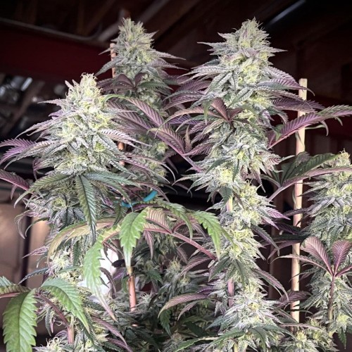 Papaya Sherbet Feminised seeds