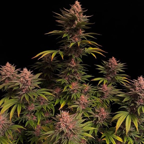 Purple Lemonade Fast Flowering seeds