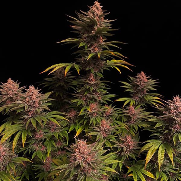 Purple Lemonade Fast Flowering seeds