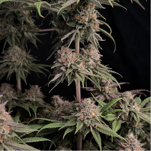 Rainbow Melon Feminised seeds
