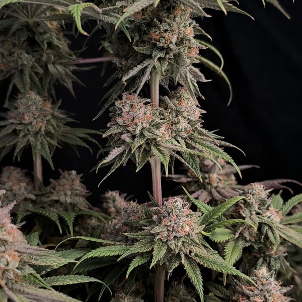 Rainbow Melon Feminised seeds