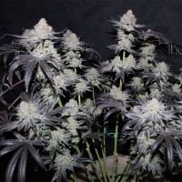 Насіння Tropicana Cookies Fast Flowering