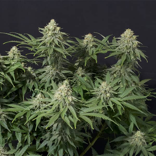Wedding Cheesecake Fast Flowering seeds