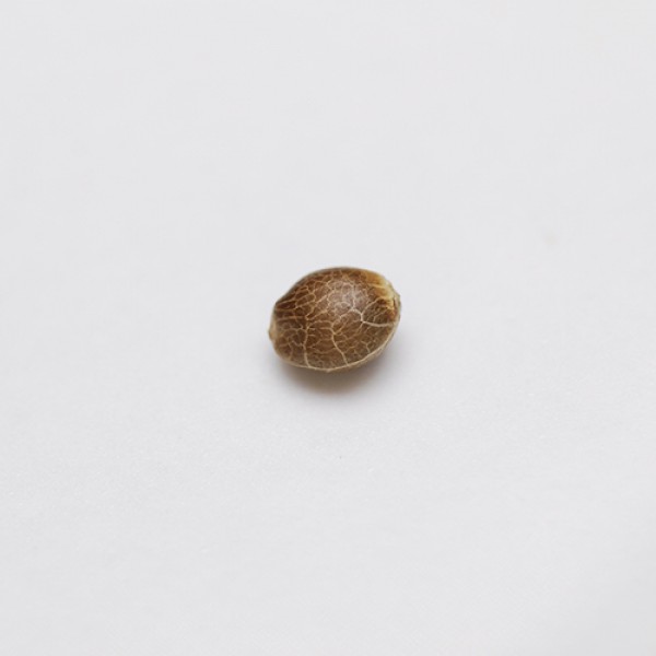 American Pie Feminised