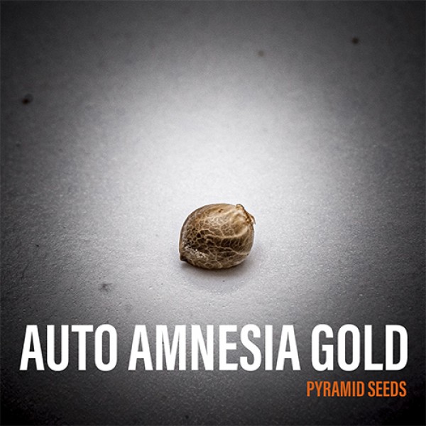Насіння Auto Amnesia Gold Feminised