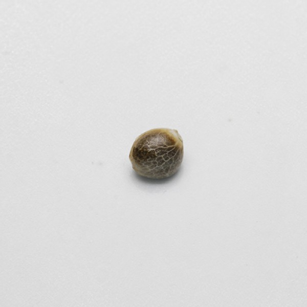 Auto Galaxy Feminised