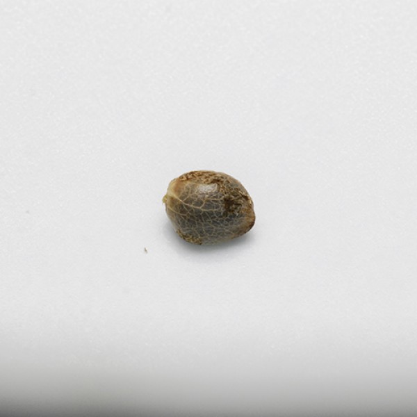 Auto Kryptonite Feminised