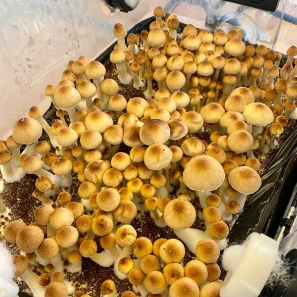 Mushroom spore Golden Teacher