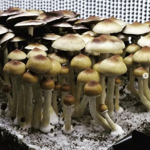 Mushroom spores Orissa