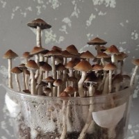 Споры грибов Pink Buffalo