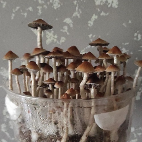 Mushroom spores Pink Buffalo